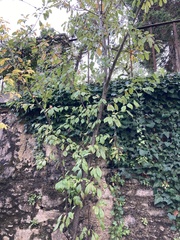 Tracheophyta