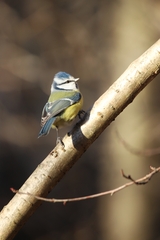 Cyanistes caeruleus