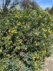 Senecio odoratus