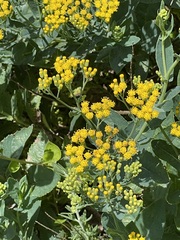 Senecio odoratus