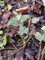 Hedera helix