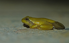 Hyla sarda