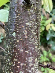 Tracheophyta