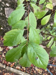Tracheophyta