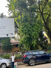 Putranjiva roxburghii