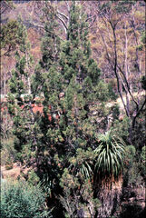 Athrotaxis cupressoides