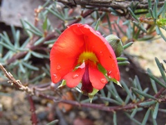 Gompholobium uncinatum