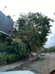 Putranjiva roxburghii