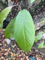 Tracheophyta