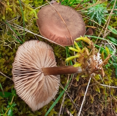Entoloma sericeum