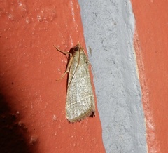 Hypsopygia