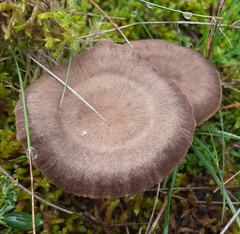 Entoloma sericeum