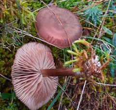 Entoloma sericeum