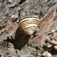 Caucasotachea vindobonensis