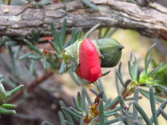 Gompholobium uncinatum