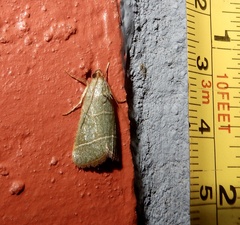 Hypsopygia
