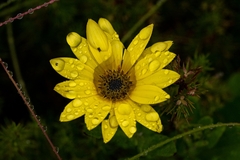 Arctotis scabra
