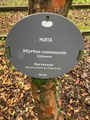 Myrtus communis