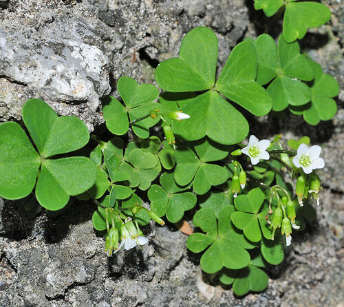 Garden pink-sorrel