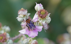 Andrena thoracica