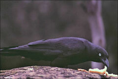 Corvus tasmanicus