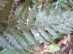 Parapolystichum microsorum