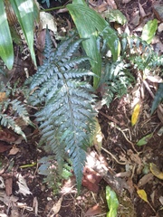 Parapolystichum microsorum