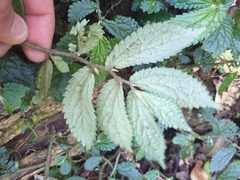 Elatostema reticulatum