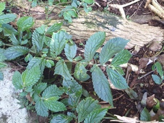 Elatostema reticulatum