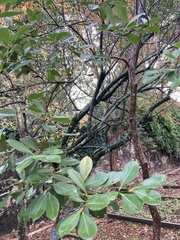 Psidium cattleyanum