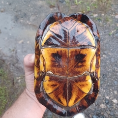 Kinosternon scorpioides