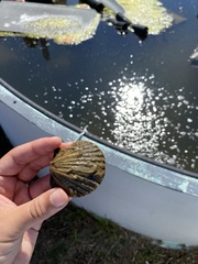 Argopecten irradians