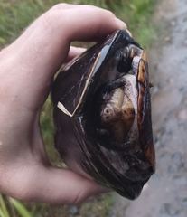 Kinosternon scorpioides