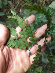 Adiantum formosum