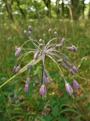 Allium carinatum