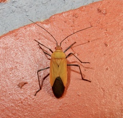 Leptocoris abdominalis