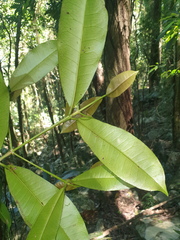 Baloghia inophylla