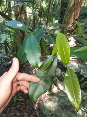 Baloghia inophylla