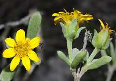 Borrichia arborescens