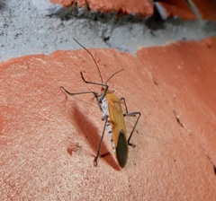 Leptocoris abdominalis