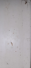 Pterygota