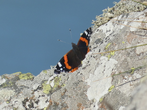 Vanessa atalanta