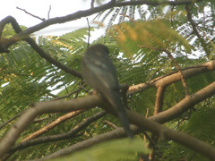 Dicrurus macrocercus