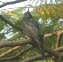 Dicrurus macrocercus