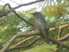 Dicrurus macrocercus