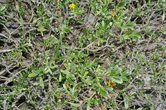 Borrichia arborescens