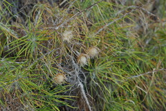 Ptilostemon chamaepeuce