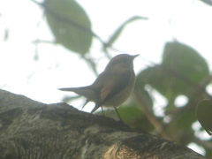 Ficedula parva