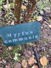 Myrtus communis