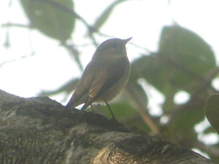 Ficedula parva